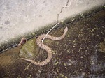 06.06.1mamusi 001.jpg