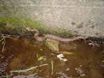 06.06.1mamusi 004.jpg